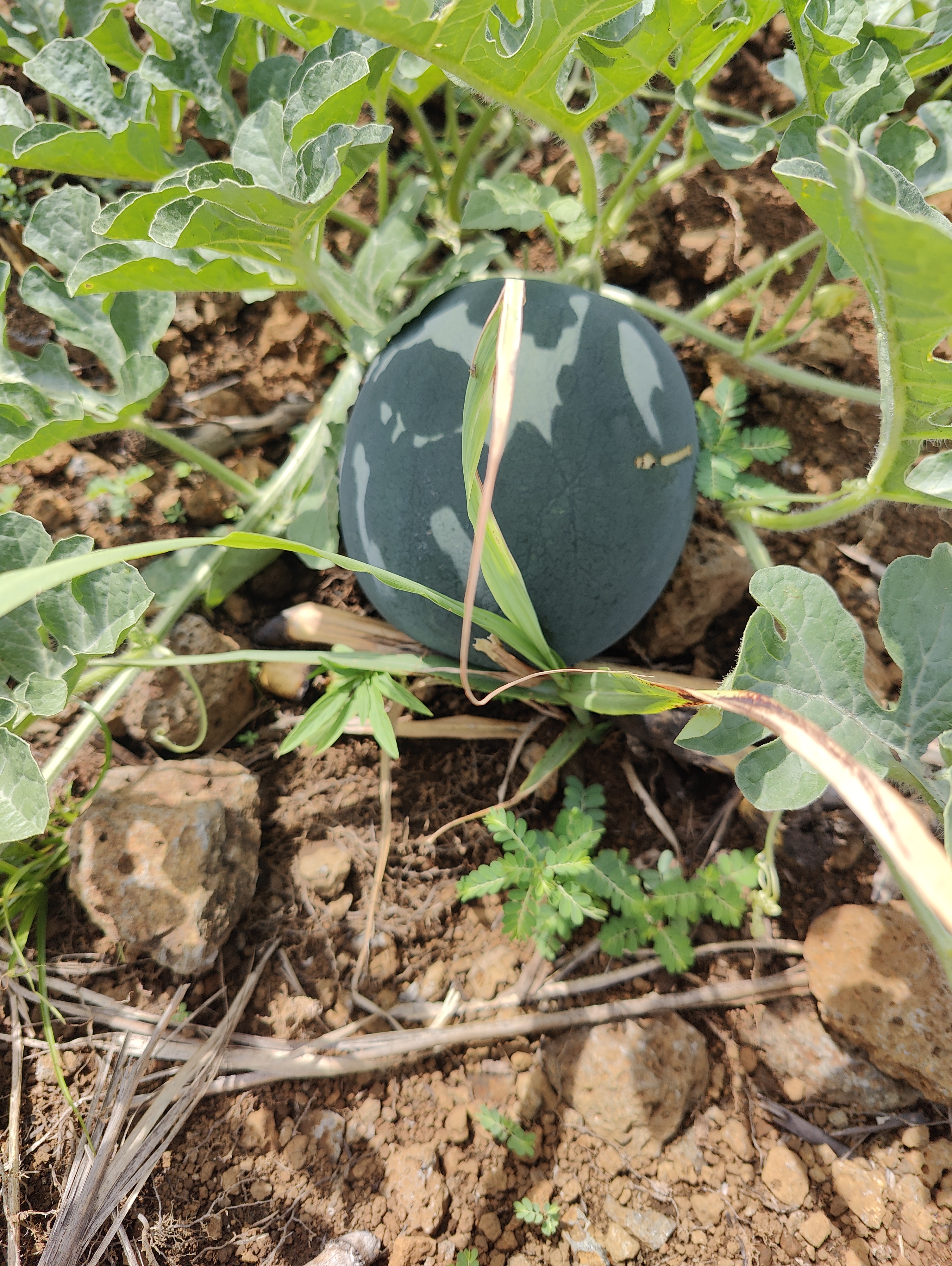WATERMELON-SCU0AC41-RH668622