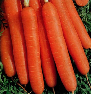 SUBA SEEDS CO.-SUM0AA51-RH188074