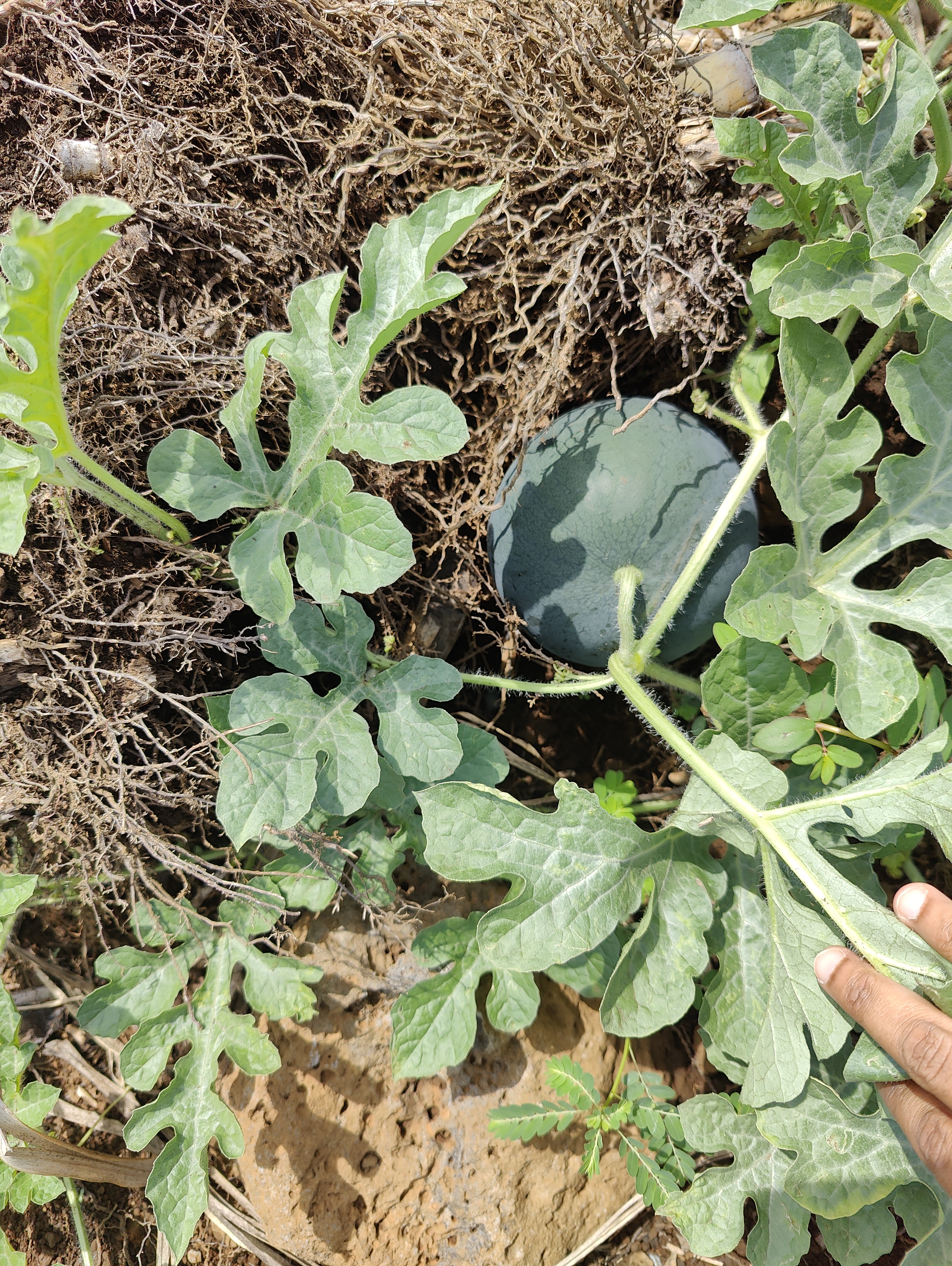 WATERMELON-SCU0AC41-RH668622