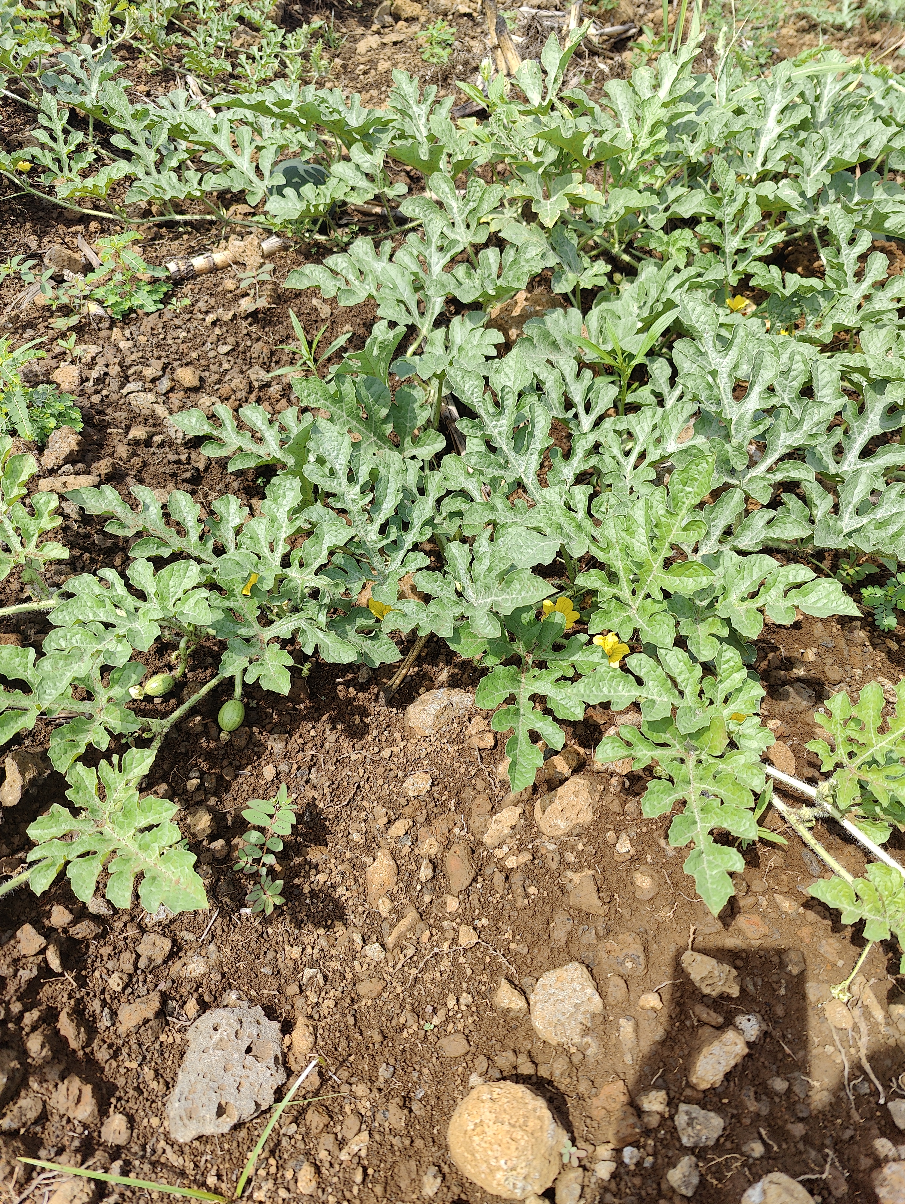 WATERMELON-SCU0AC41-RH668622