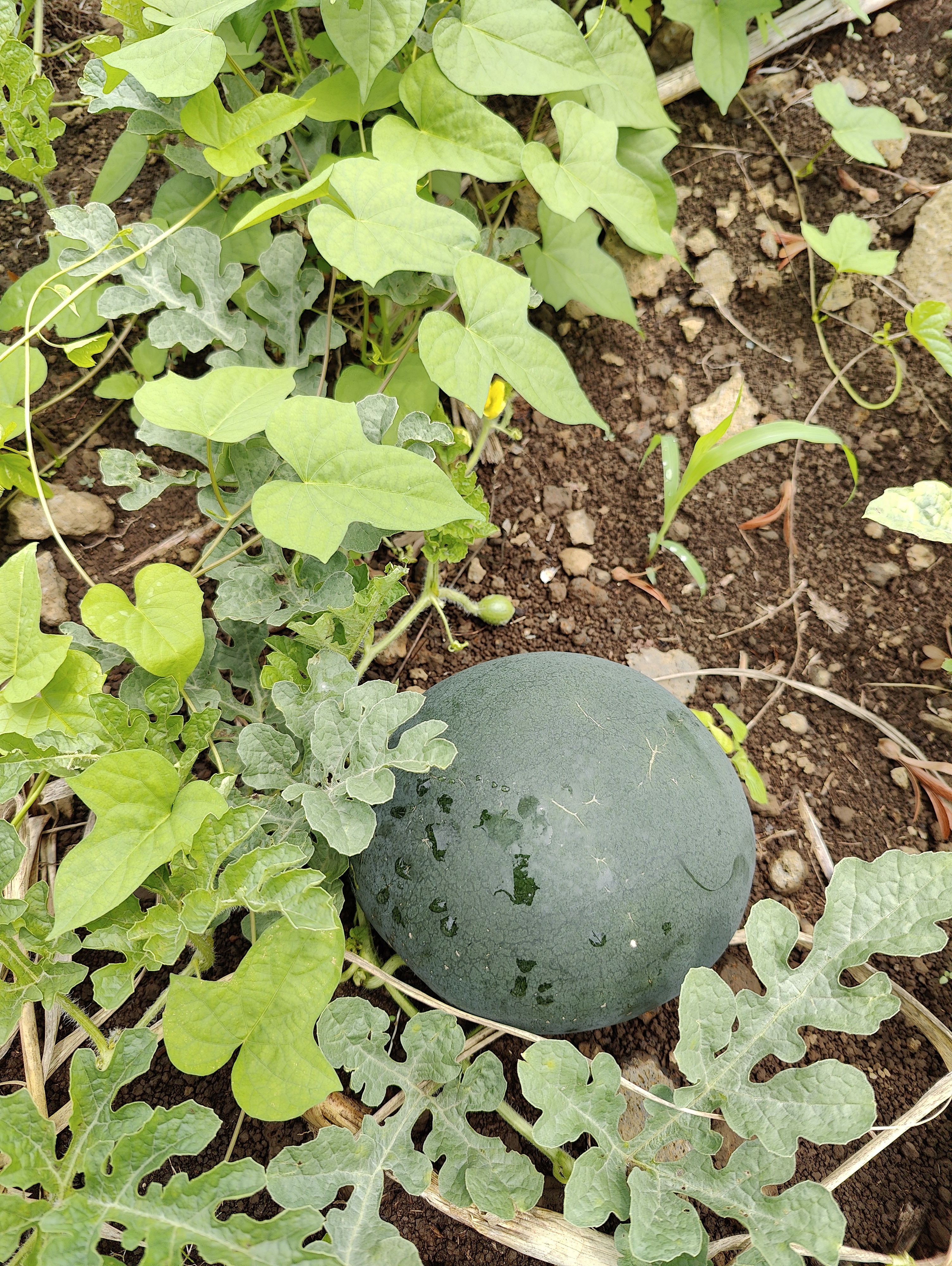 WATERMELON-SCU0AC19-RH830876