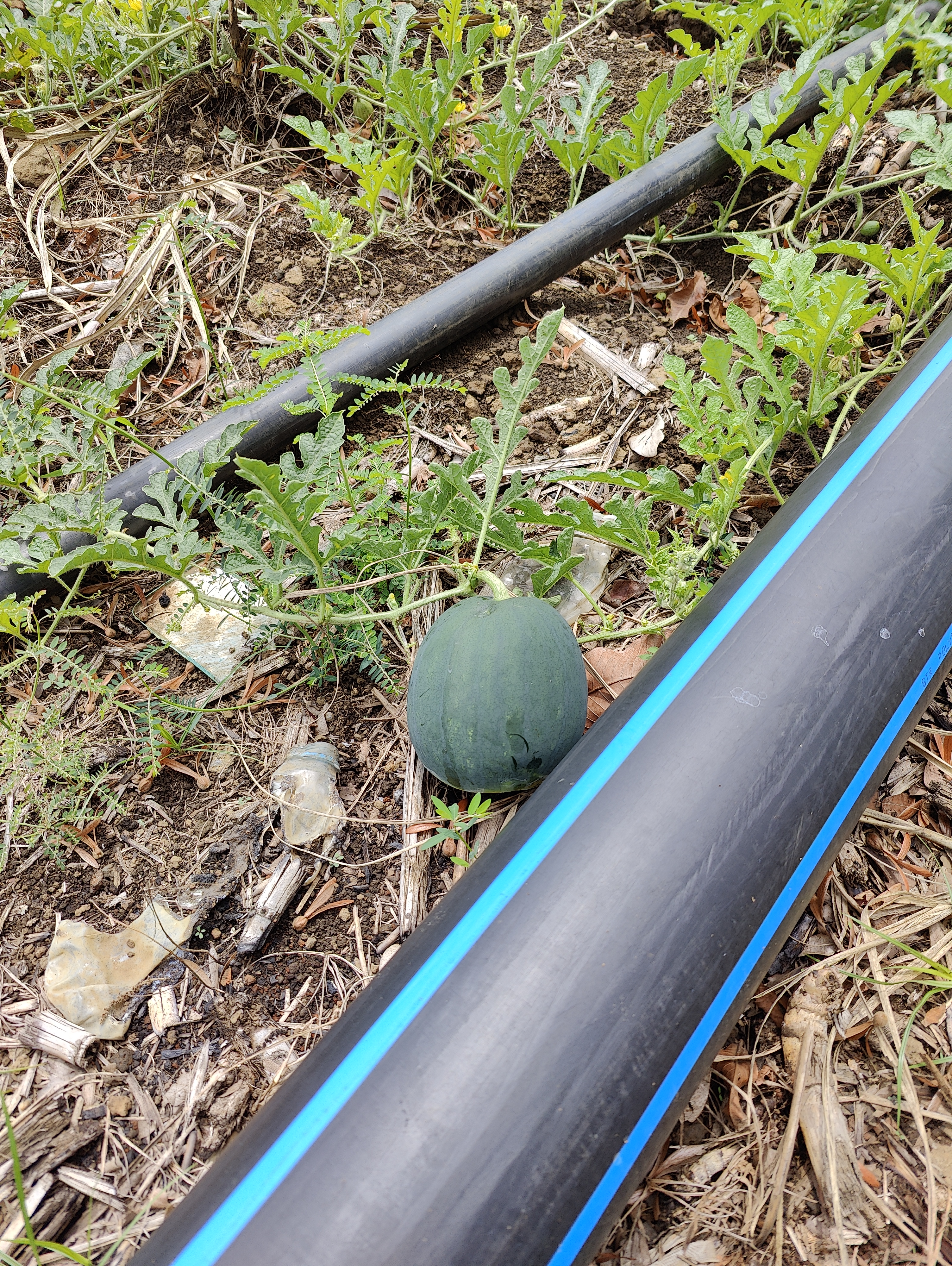 WATERMELON-SCU0AC41-RH668622
