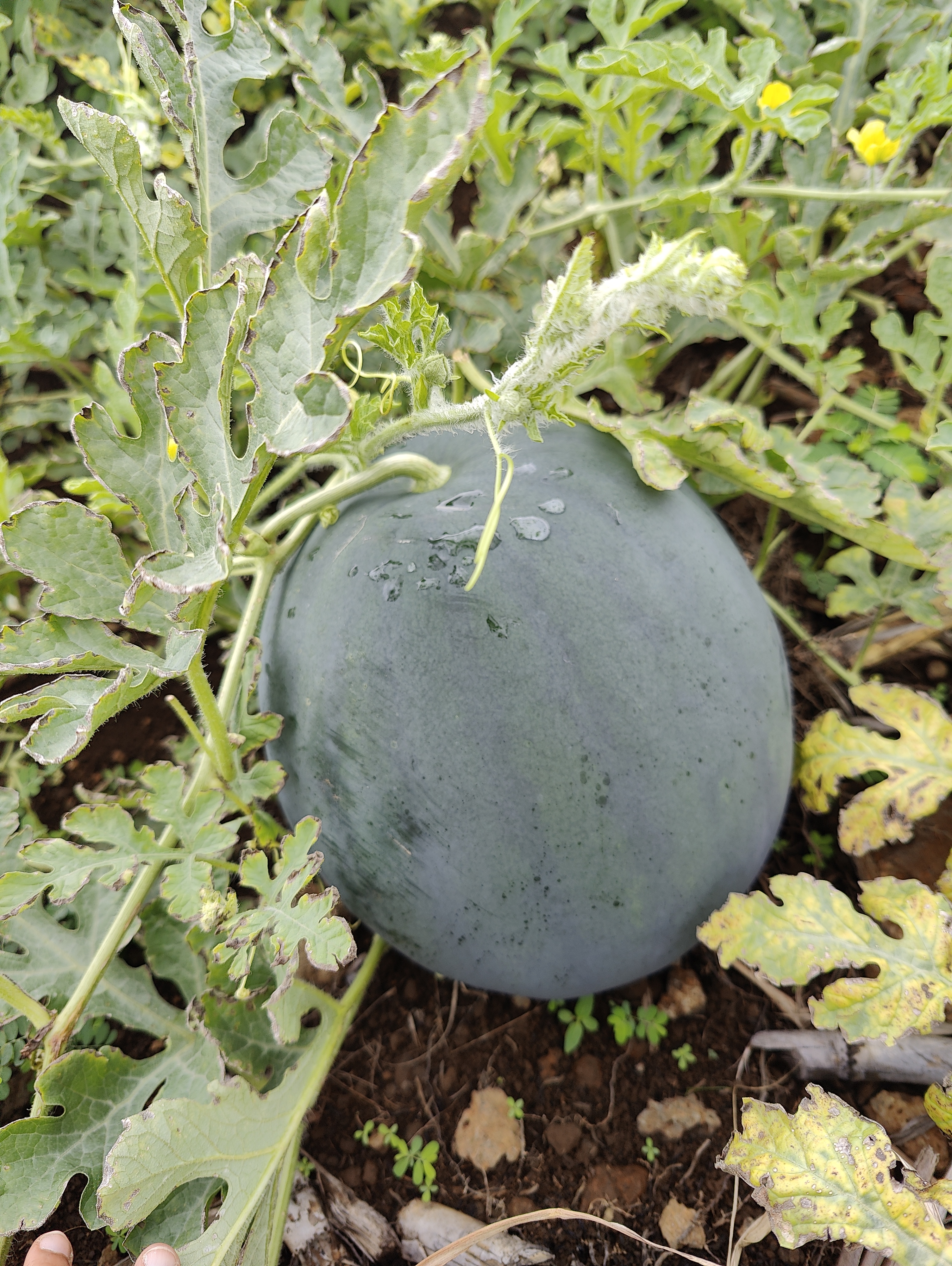 WATERMELON-SCU0AC41-RH668622