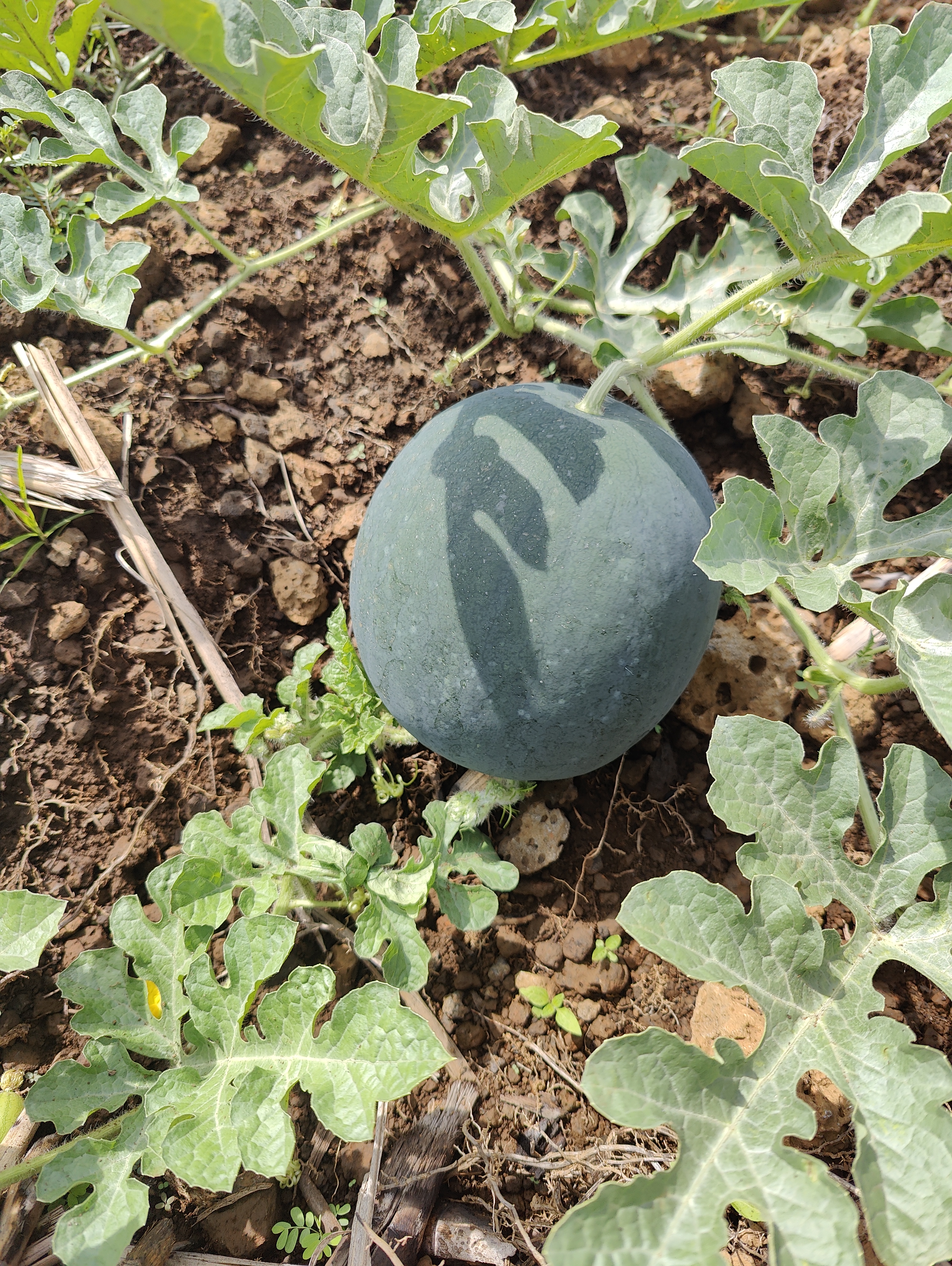 WATERMELON-SCU0AC41-RH668622