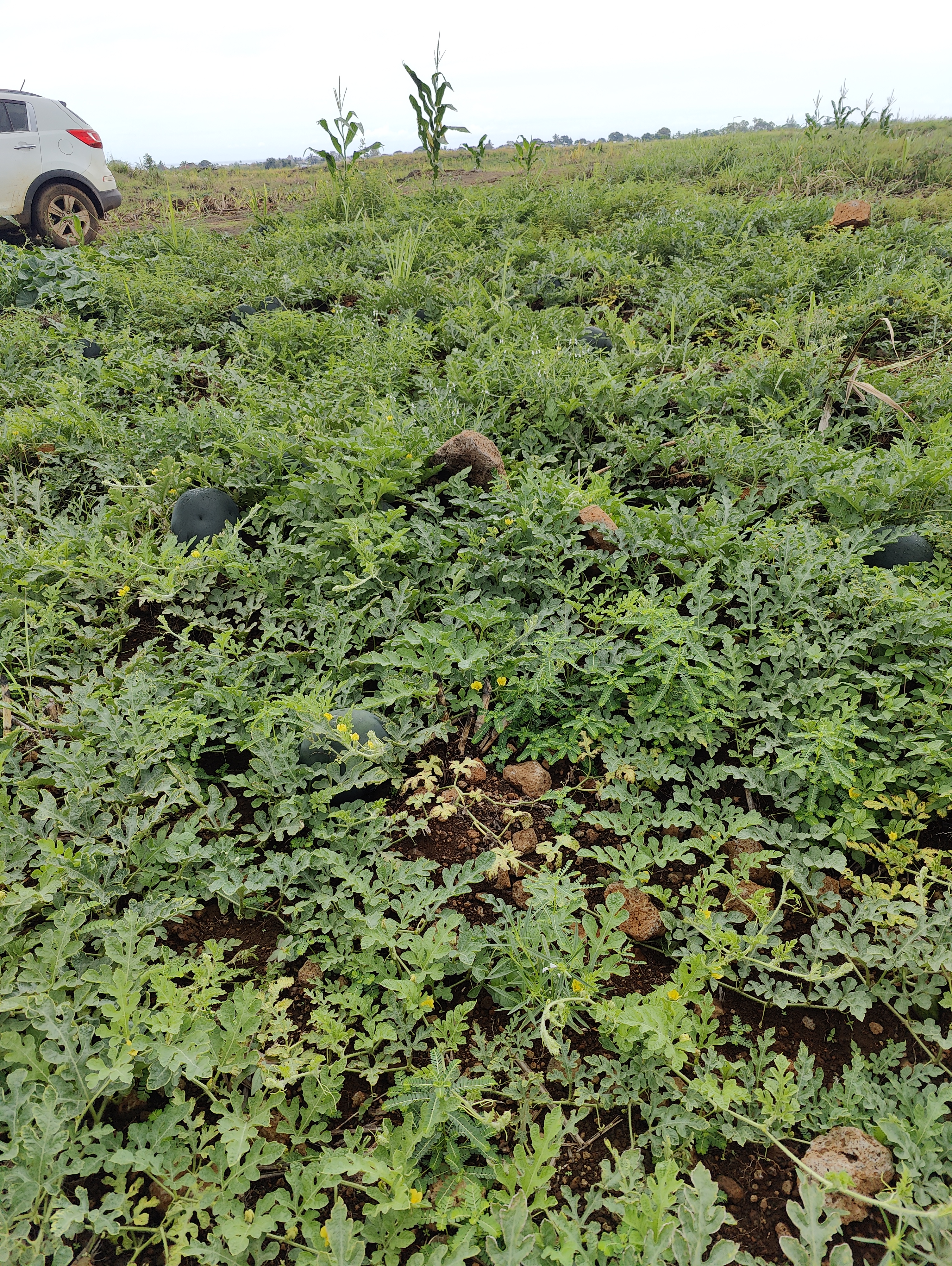 WATERMELON-SCU0AC41-RH668622