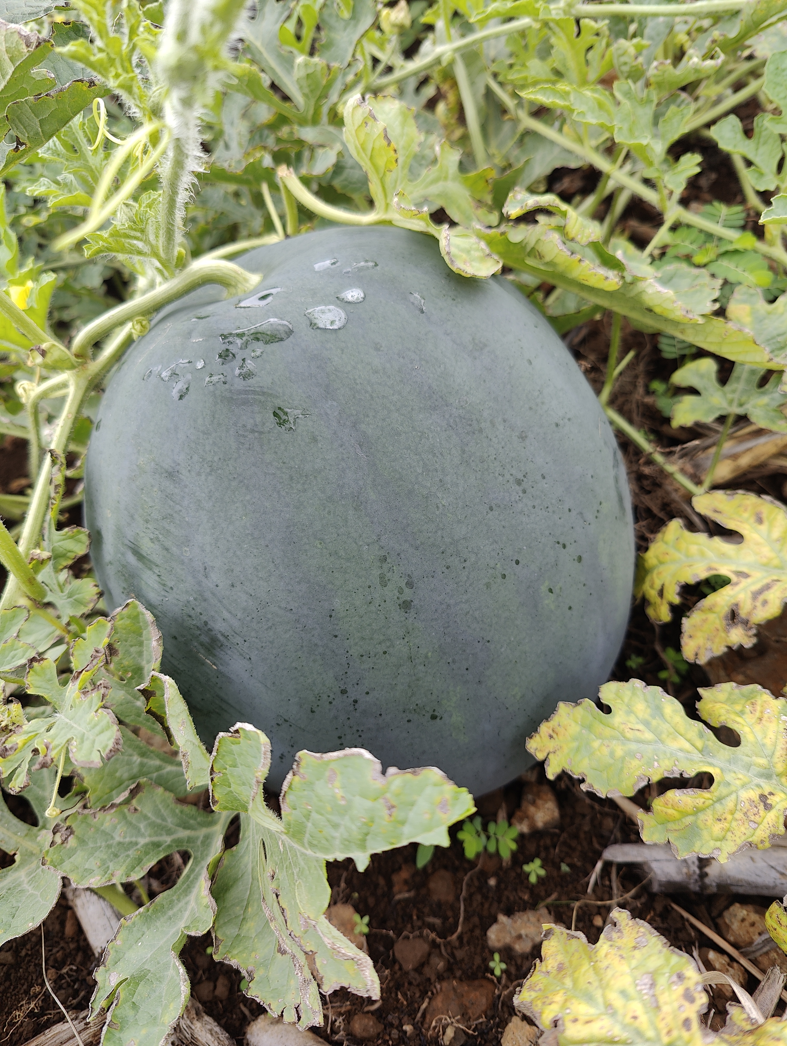 WATERMELON-SCU0AC41-RH668622