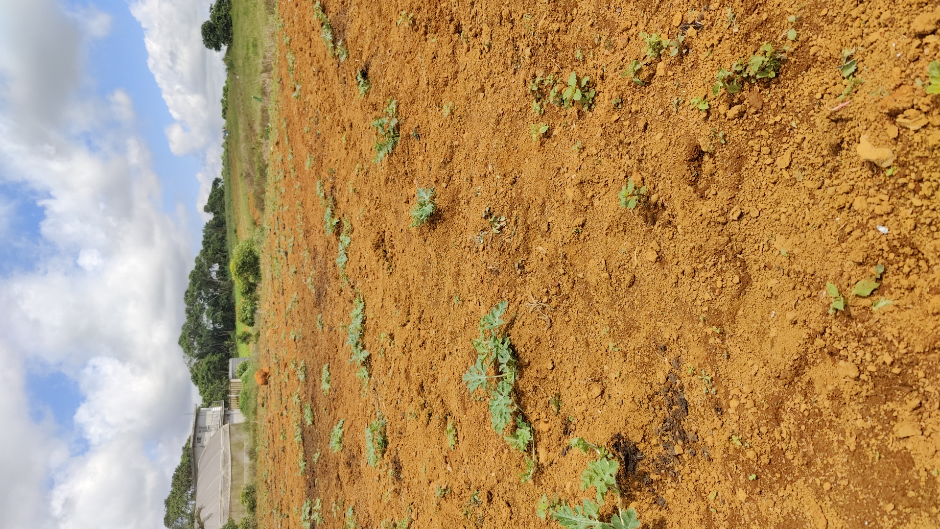 WATERMELON-SCU0AC41-RH668622
