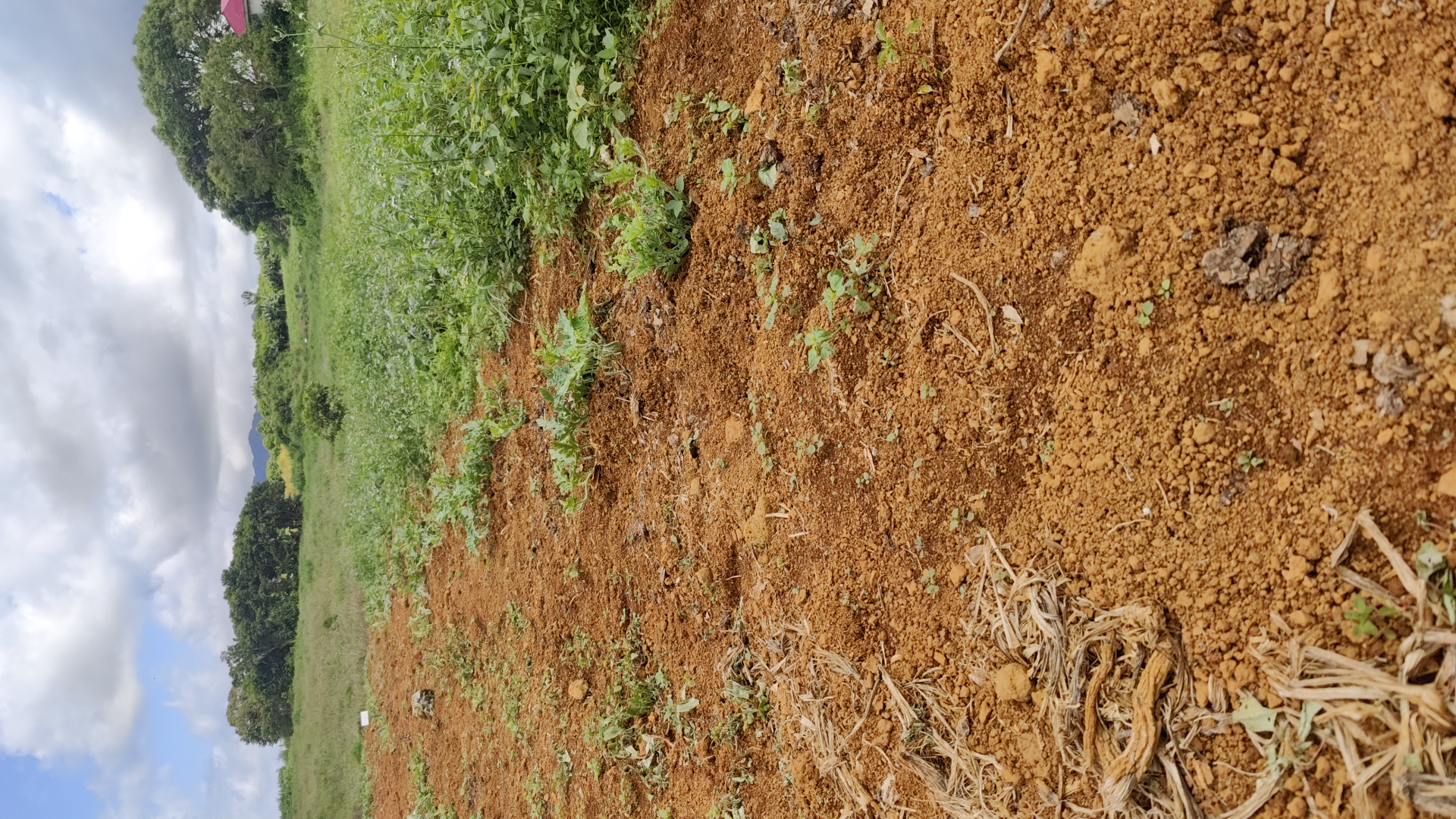 WATERMELON-SCU0AC19-RH830876