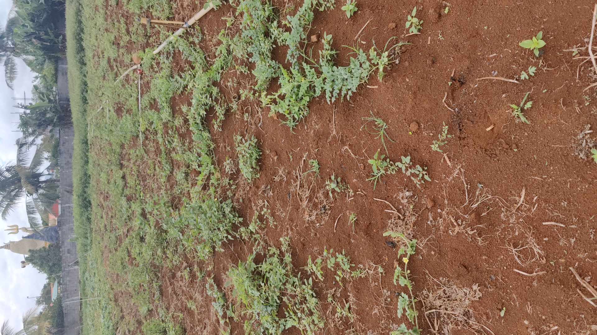 WATERMELON-SCU0AC19-RH830876