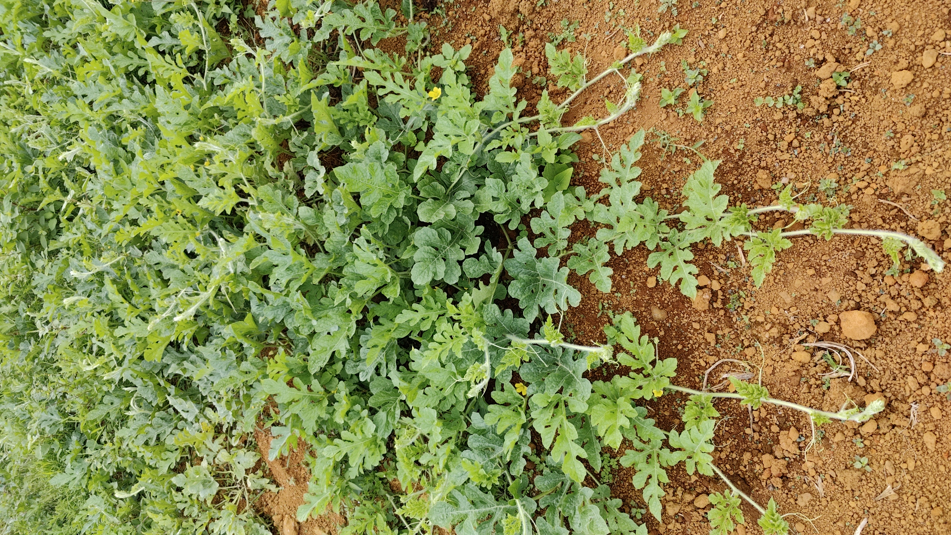 WATERMELON-SCU0AC19-RH830876