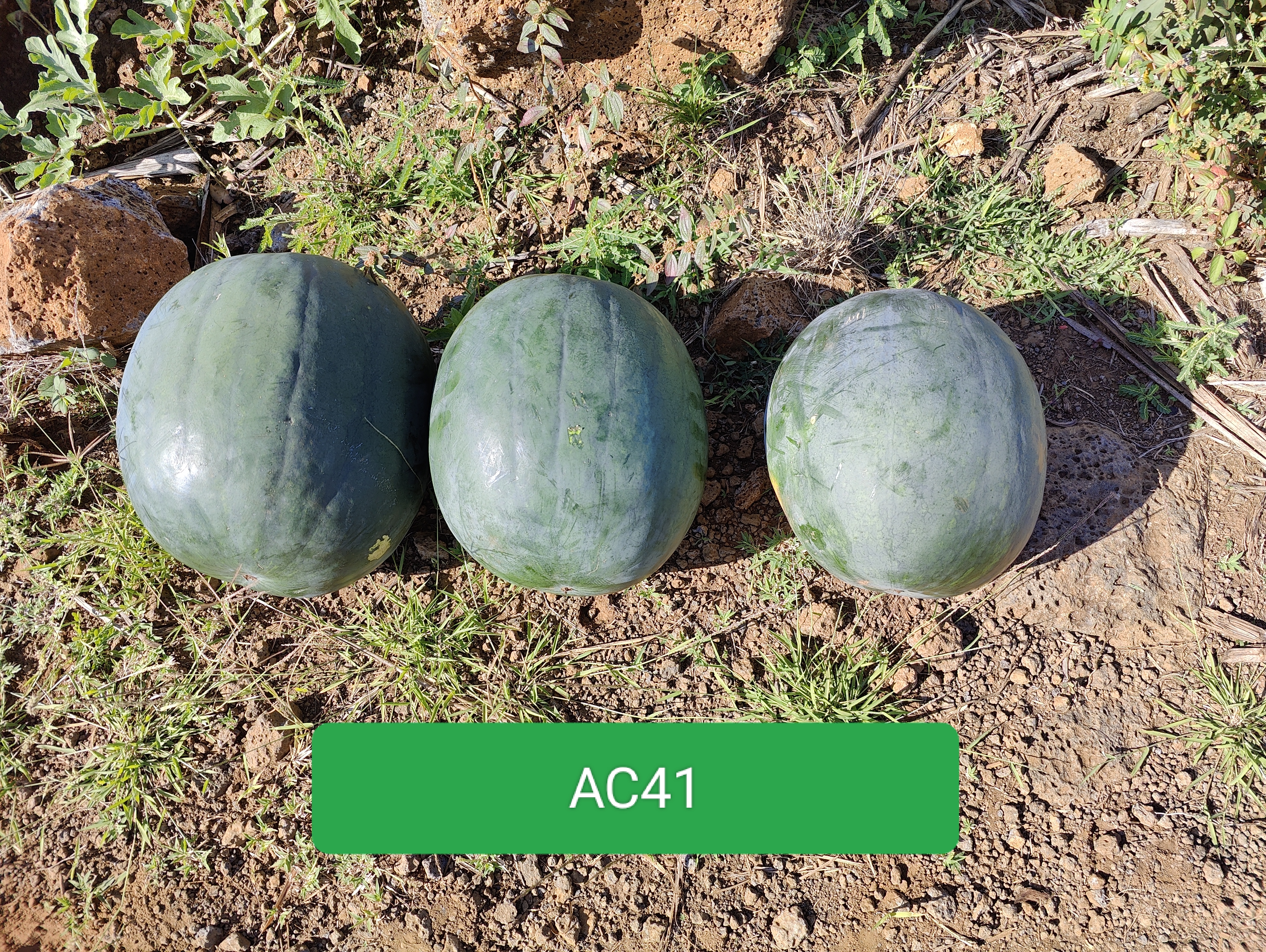 WATERMELON-SCU0AC41-RH668622