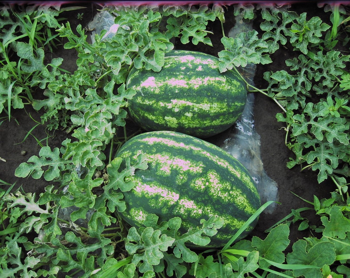 Namdhari Seeds PVT Ltd-SSO0AD20-RH115546