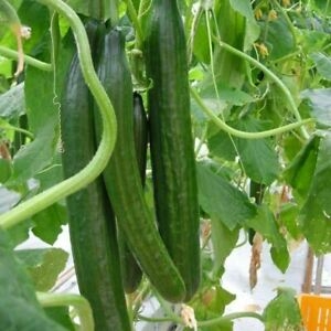 TOMATO DETERMINATE-SSO0AC69-RH922231