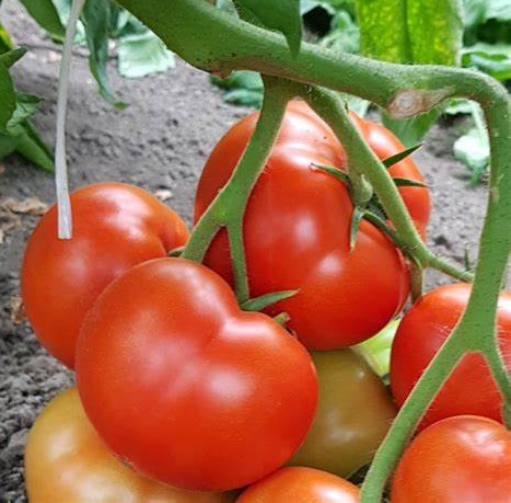 CUCUMBER-SCU0AC28-RH356295