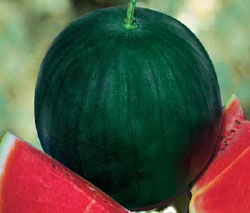 WATERMELON-SCU0AA52-RH835680