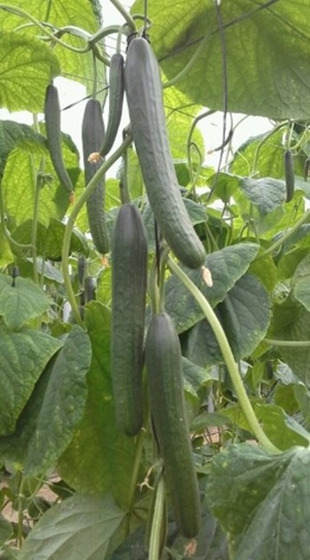 TOMATO DETERMINATE-SSO0AA92-RH788784