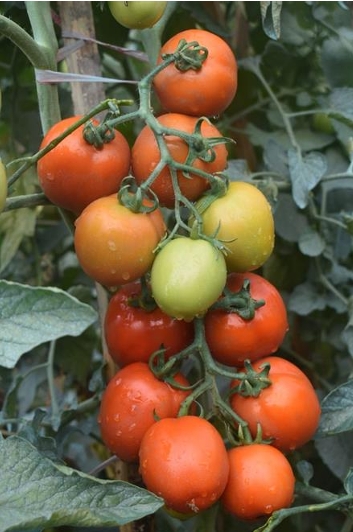 Namdhari Seeds PVT Ltd-SSO0AD20-RH115546