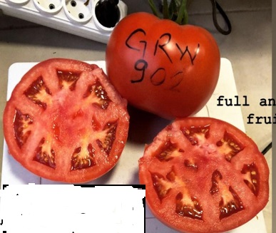TOMATO INDETERMINATE-SSO0AC71-RH719137