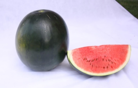 WATERMELON-SCU0AC19-RH830876