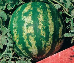 WATERMELON-SCU0AC13-RH663896