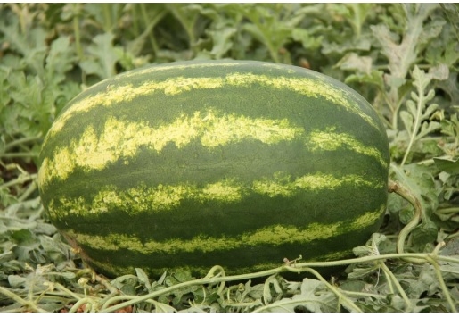 TOMATO DETERMINATE-SSO0AC59-RH651895