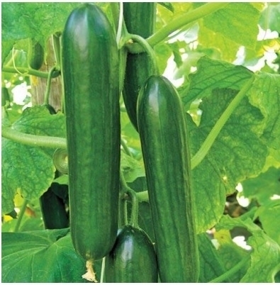 Texas Grano-SLI0AA18-RH579786