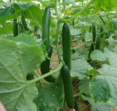 TOMATO INDETERMINATE-SSO0AC98-RH272855