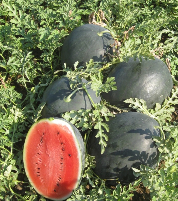 SQUASH-SCU0AB89-RH945922
