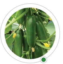 TOMATO INDETERMINATE-SSO0AD02-RH479009