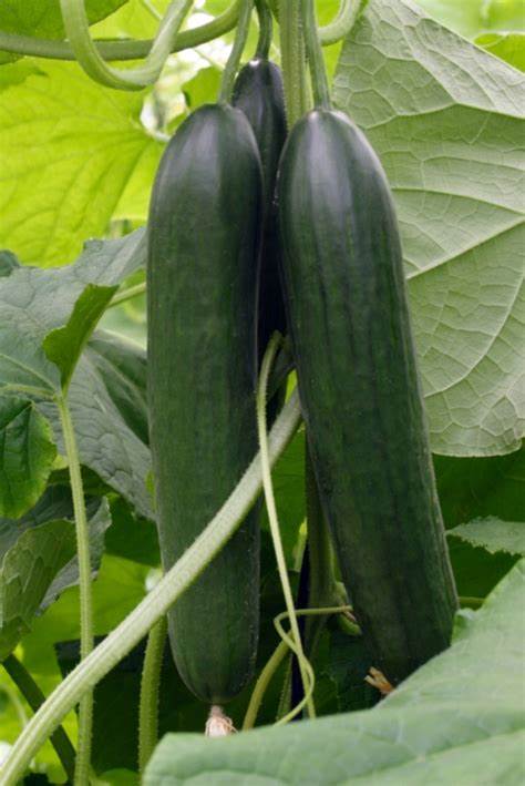 CUCUMBER-SCU0AC11-RH791698