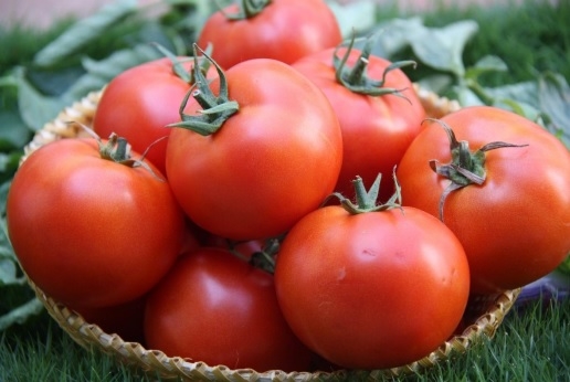 TOMATO DETERMINATE-SSO0AC69-RH922231