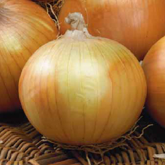 TOMATO INDETERMINATE-SSO0AC75-RH211303