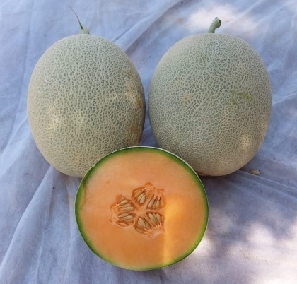 MELON-SCU0AC20-RH706085