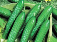 CUCUMBER-SCU0AC27-RH184533