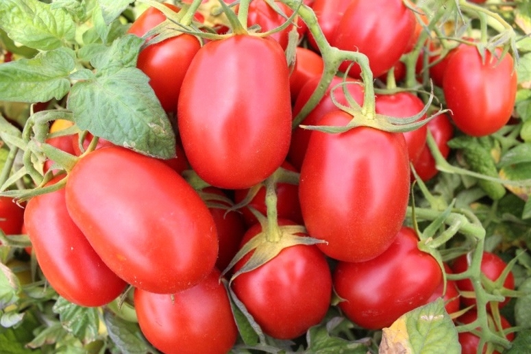 TOMATO DETERMINATE-SSO0AC26-RH772319