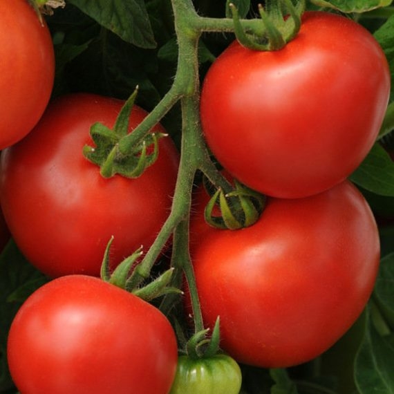 TOMATO INDETERMINATE-SSO0AB90-RH689032