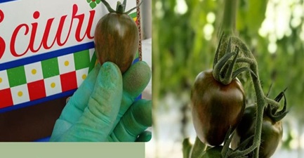 TOMATO INDETERMINATE-SSO0AD01-RH980328