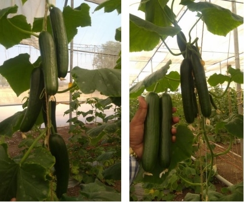SUBA SEEDS CO.-SUM0AA51-RH188074