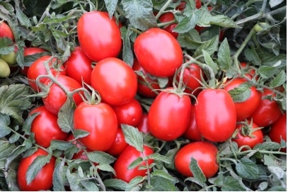 TOMATO INDETERMINATE-SSO0AC71-RH719137