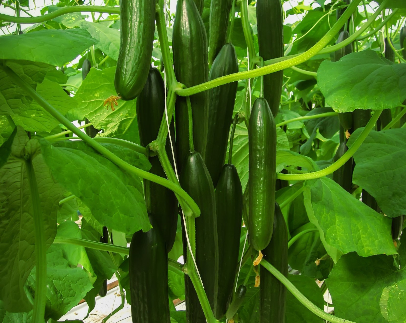 TOMATO DETERMINATE-SSO0AD10-RH916024