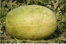 TOMATO DETERMINATE-SSO0AC60-RH200675